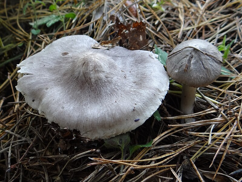 File:Tricholoma sciodes G8 (6).JPG