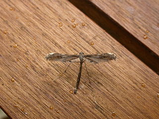 <i>Trichoptilus inclitus</i> Species of plume moth