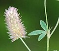 Trifolium arvense var arvense Monacia Corse.jpg