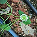 Trifolium repens (Fabaceae) - 00673311.jpg