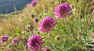 <i>Trifolium thompsonii</i> Species of legume