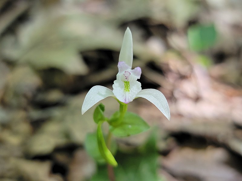 File:Triphora trianthophoros.jpg