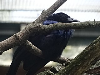 Trumpet manucode Species of bird