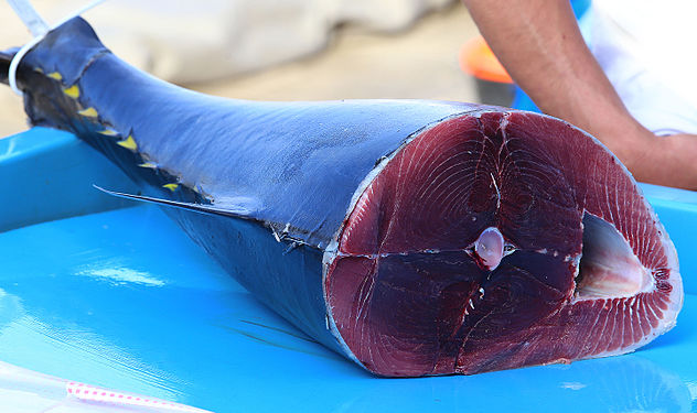 Body of a fresh tuna on Marseille fish market.