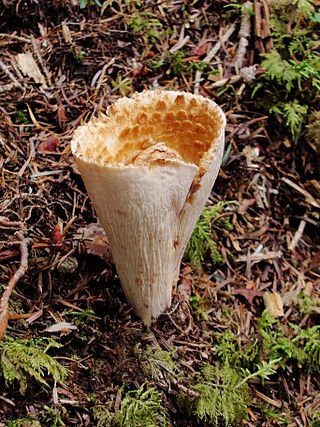 <i>Turbinellus fujisanensis</i> Species of fungus