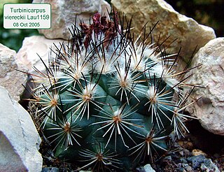 <i>Turbinicarpus viereckii</i> Species of cactus