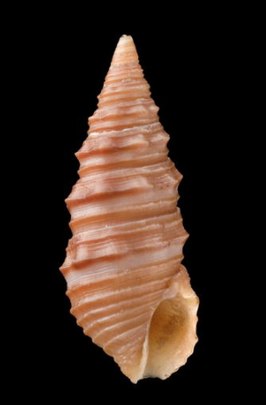 Turridrupa albofasciata