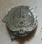 vdg.jpg Turtle