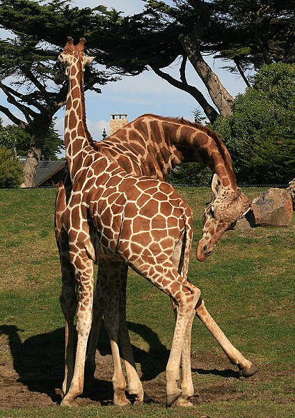 File:Two male giraffes are necking in San Francisco Zoo 2.jpg