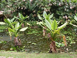 Typhonodorum Seychelles.JPG