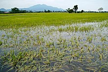 Typhoon Ketsana flooded rice field.jpg