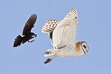 Tyto alba and Euphagus cyanocephalus.jpg