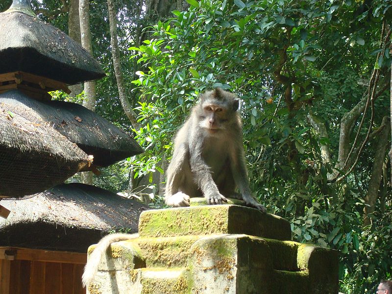 File:Ubud Monkey Forest Bali26.jpg