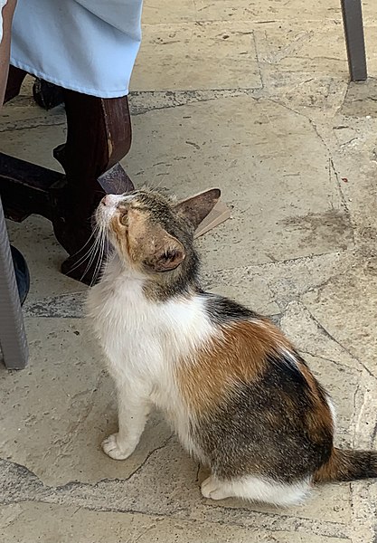 File:Un petit chat espérant un petit cadeau dans un restaurant en Crète.jpg