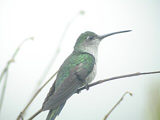 Grey-breasted sabrewing Species of bird