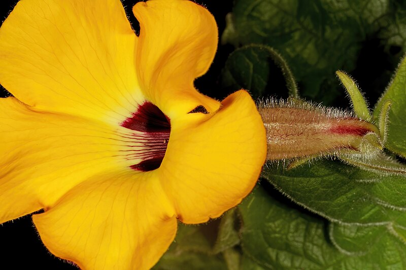 File:Uncarina grandidieri 5Dsr 5026.jpg