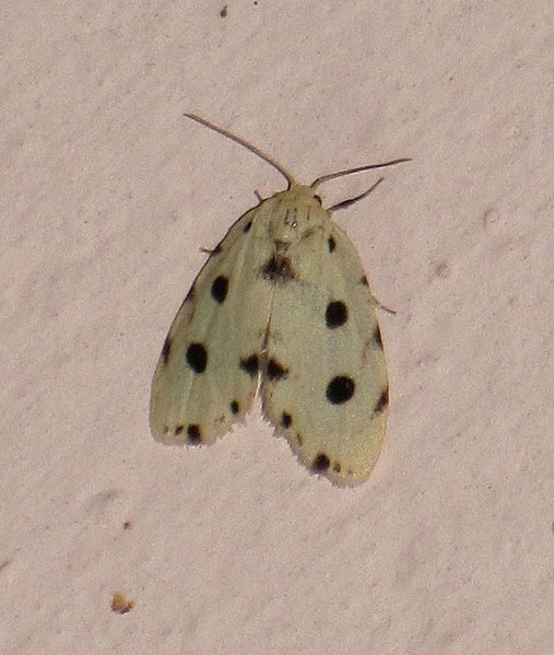 File:Unidentified moth 6498.jpg