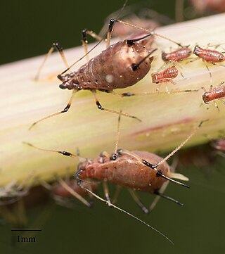 <i>Uroleucon sonchi</i> Species of true bug