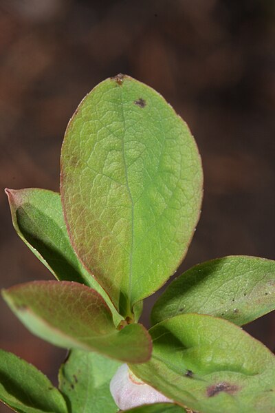 File:Vaccinium ovalifolium 9734.JPG