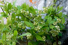 Descrizione dell'immagine Vaccinium pallidum.jpg.