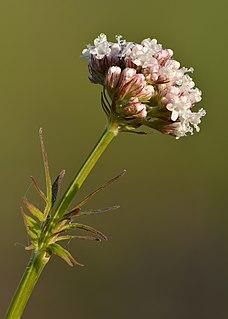 Valerian (herb) species of flowering plant in the honeysuckle family Caprifoliaceae