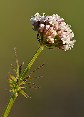 Valeriana officinalis - Niitvälja.jpg