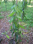 En vaniljplantage på öppet fält i Réunion