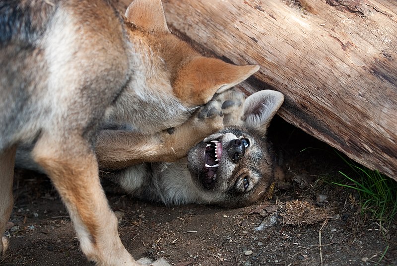 File:Varg fotograferad pa Polar Zoo Norge (31).jpg