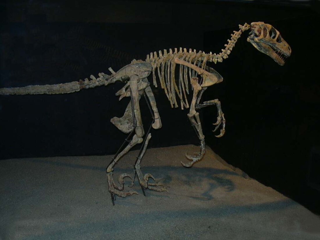 Deinonychosauria