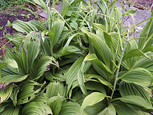 Foliage Veratrum nigrum 001.jpg