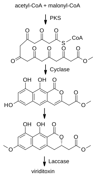 File:Viriditoxin biosynthesis.svg