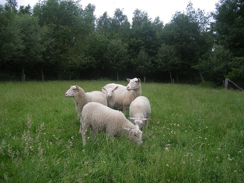 File:VlaamsSchaap-ooi met 4-ling.JPG