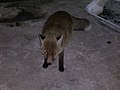 Red fox near Piano del Vescovo