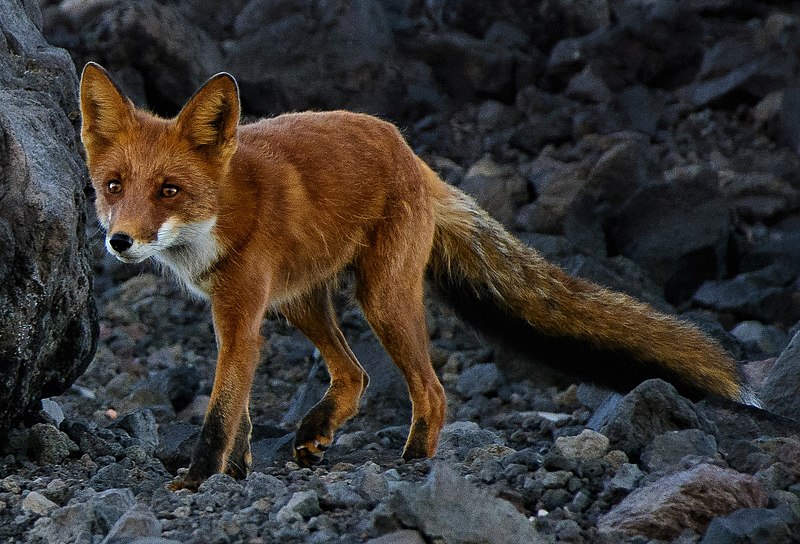 File:Vulpes vulpes beringiana.jpg