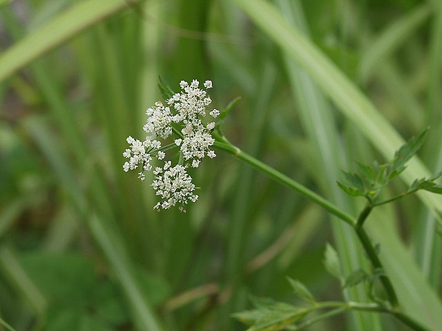 セリ - Wikipedia