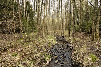 Der Wahlebach hier noch Fahrenbach genannt oberhalb der Fahrenbachsteiche