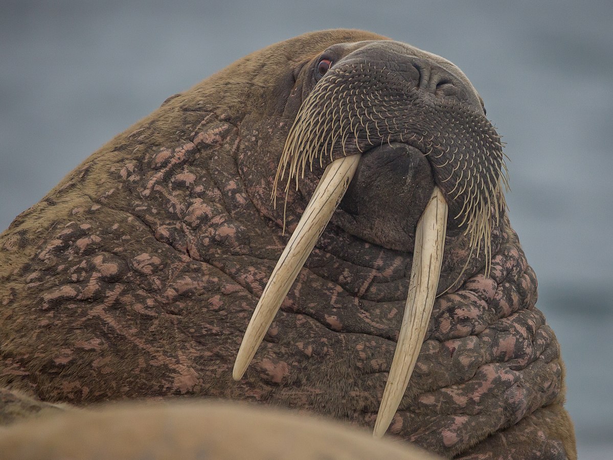 Walrus Wikipedia