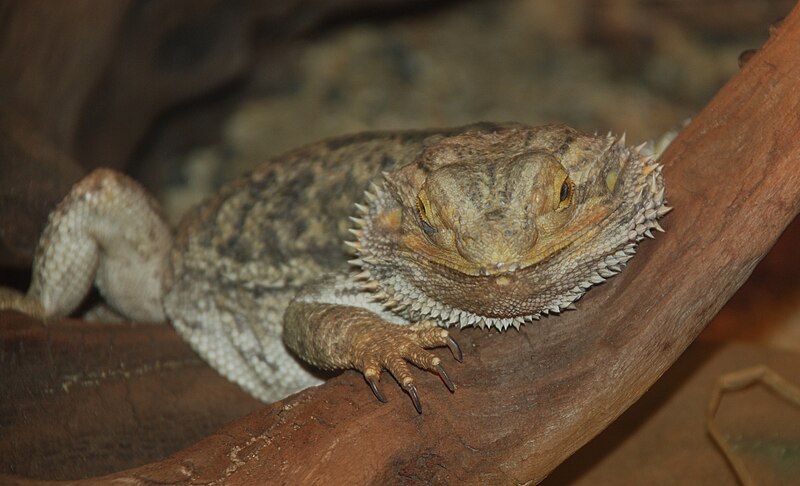 File:Washington DC Zoo - Inland Bearder Dragon 2.jpg