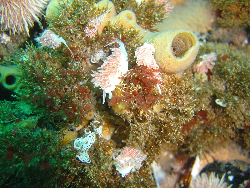 File:White lined nudibranch DSC02472.jpg