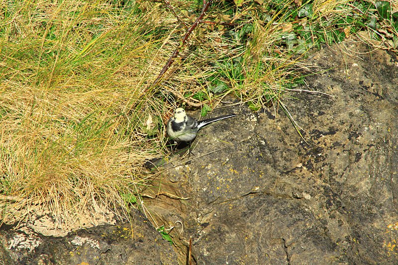 File:White wagtail (8016141563).jpg