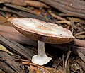 Unidentified, Wielangta Forest, Tasmania Camera data * Camera Canon EOS 400D * Lens Tamron EF 180mm f3.5 1:1 Macro * Flash Fill Bottom Left * Focal length 180 mm * Aperture f/11 * Exposure time 1/5 s * Sensivity ISO 100