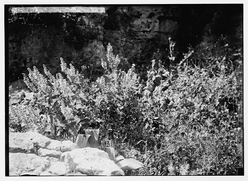 File:Wild flowers of Palestine. White sage (Salvia graveolens Vahl). LOC matpc.05852.jpg