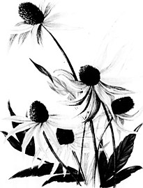 Wild flowers of the Rocky Mountains (microform) (c1889) (17922097036).jpg