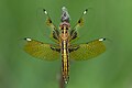 * Nomination Beautiful wings of dragonfly - Asian widow or Blue-tailed yellow skimmer (Palpopleura sexmaculata). uploaded by User:Mildeep --Nirmal Dulal 08:57, 14 August 2023 (UTC) * Promotion Sharpness, colors and light, size; all very good. --Tsui 12:13, 14 August 2023 (UTC)