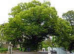 Winterlinde (Tilia cordata)