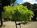 Wisteria japonica