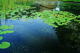 Witnica, Poland - panoramio (1).jpg