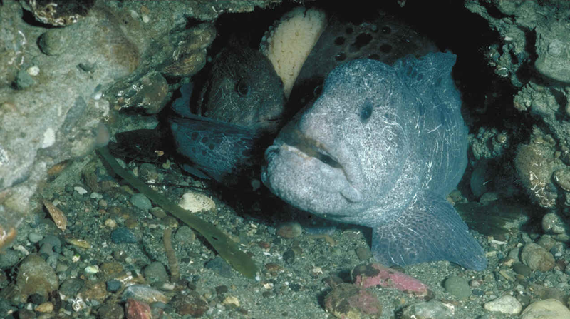 File:Wolf eel.png