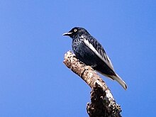 Xipholena lamellipennis - White-tailed Cotinga (male); Carajas National Forest, Para, Brazil.jpg