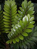 Zamia pumila 001.jpg